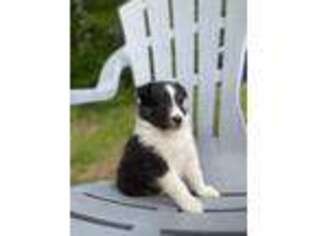 Shetland Sheepdog Puppy for sale in Franklin, TN, USA