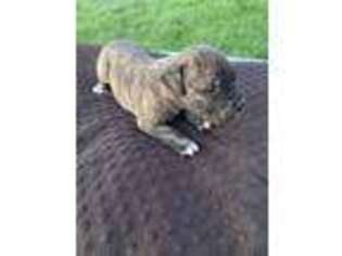 Bullmastiff Puppy for sale in Neelyville, MO, USA