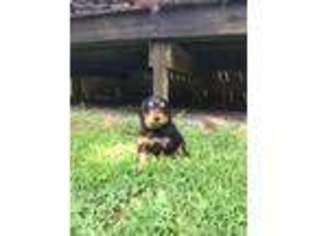 Mutt Puppy for sale in Cumberland, VA, USA