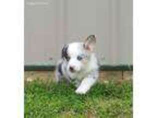 Pembroke Welsh Corgi Puppy for sale in Washington Court House, OH, USA