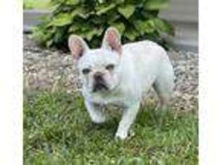 French Bulldog Puppy for sale in Maysville, KY, USA