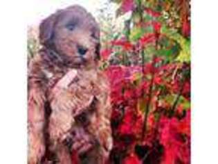 Labradoodle Puppy for sale in Dover Foxcroft, ME, USA