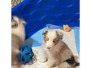 Shetland Sheepdog Puppy for sale in Peoria, AZ, USA