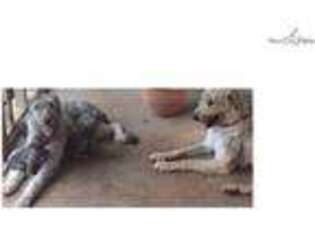 Irish Wolfhound Puppy for sale in Fort Worth, TX, USA