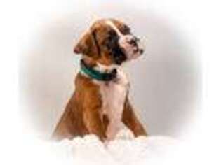 Boxer Puppy for sale in Eustis, FL, USA
