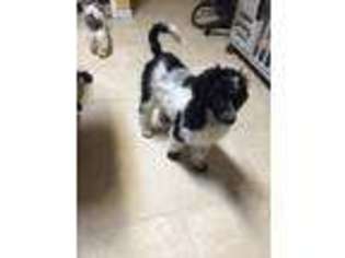 Mutt Puppy for sale in Rudolph, WI, USA