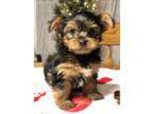 Yorkshire Terrier Puppy for sale in Gulfport, MS, USA