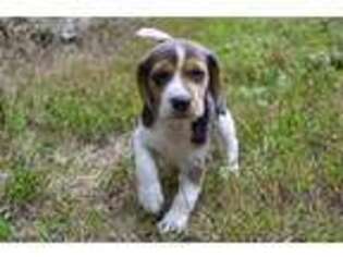 Beagle Puppy for sale in Portland, TN, USA