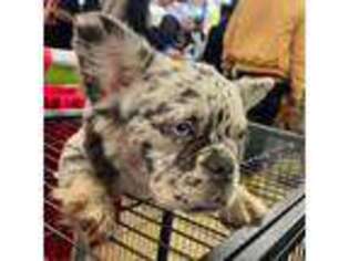 French Bulldog Puppy for sale in Dallas, TX, USA