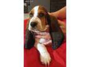 Basset Hound Puppy for sale in Dewey, IL, USA