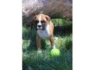 Boxer Puppy for sale in Wilmore, KS, USA