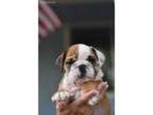 Bulldog Puppy for sale in Modesto, CA, USA