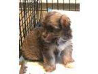 Havanese Puppy for sale in Dallas, TX, USA