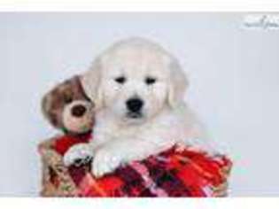 Golden Retriever Puppy for sale in Canton, OH, USA