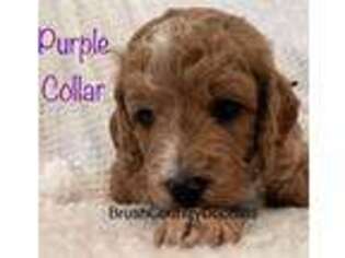 Goldendoodle Puppy for sale in Devine, TX, USA