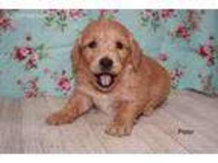 Goldendoodle Puppy for sale in Rocky Comfort, MO, USA