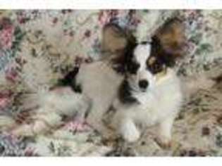 Papillon Puppy for sale in Maryville, TN, USA