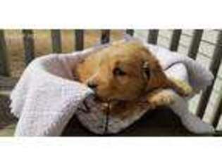 Golden Retriever Puppy for sale in Milford, NE, USA