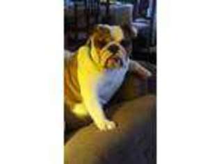 Bulldog Puppy for sale in Louisville, KY, USA