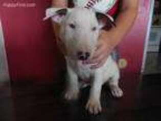 Bull Terrier Puppy for sale in Peebles, OH, USA