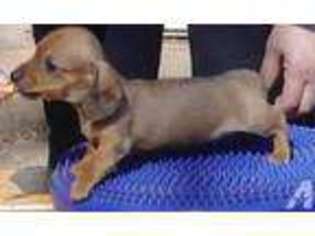 Dachshund Puppy for sale in MANASSAS, VA, USA
