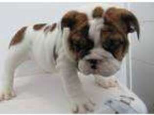 Bulldog Puppy for sale in Carson City, MI, USA