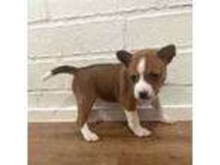 Basenji Puppy for sale in Royse City, TX, USA