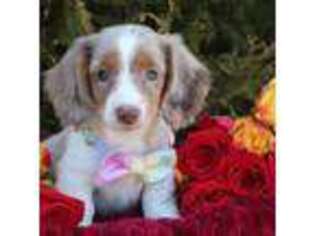 Dachshund Puppy for sale in Dundee, NY, USA