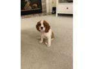 Cavalier King Charles Spaniel Puppy for sale in New Berlin, WI, USA