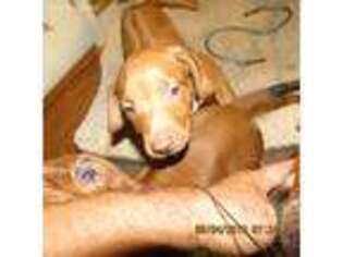 Rhodesian Ridgeback Puppy for sale in Trinity, NC, USA