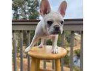 French Bulldog Puppy for sale in Calistoga, CA, USA