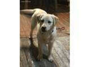 Labrador Retriever Puppy for sale in Bevier, MO, USA