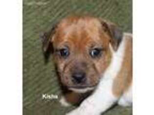 Jack Russell Terrier Puppy for sale in Seymour, TX, USA