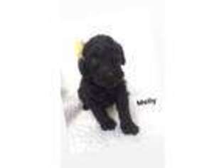 Schnoodle (Standard) Puppy for sale in Logan, UT, USA