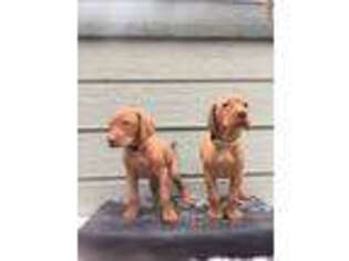 Vizsla Puppy for sale in Lake Arrowhead, CA, USA