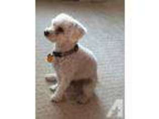 Mutt Puppy for sale in CUPERTINO, CA, USA