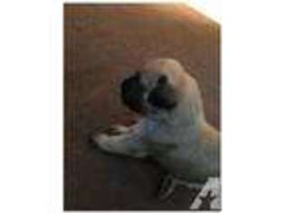 Mastiff Puppy for sale in OKLAHOMA CITY, OK, USA