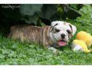 Olde English Bulldogge Puppy for sale in Parkman, OH, USA