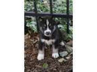 Siberian Husky Puppy for sale in Mc Connellsburg, PA, USA