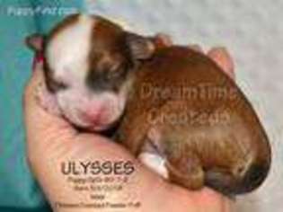 Chinese Crested Puppy for sale in Jemez Springs, NM, USA