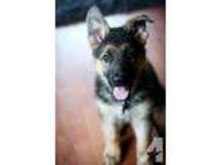 German Shepherd Dog Puppy for sale in CLIFTON, NJ, USA