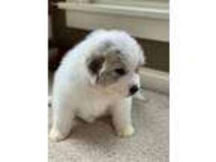 Great Pyrenees Puppy for sale in De Pere, WI, USA