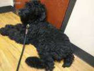 Black Russian Terrier Puppy for sale in Colorado Springs, CO, USA