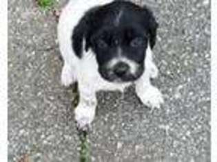 English Setter Puppy for sale in Statesville, NC, USA