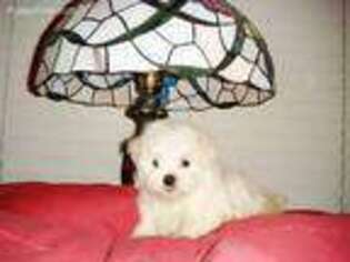 Maltese Puppy for sale in Fremont, CA, USA