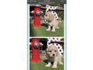 Cavachon Puppy for sale in Garland, TX, USA