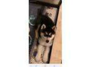 Siberian Husky Puppy for sale in Mulberry, KS, USA
