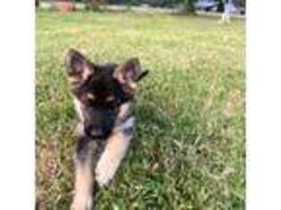 German Shepherd Dog Puppy for sale in Ashland, VA, USA