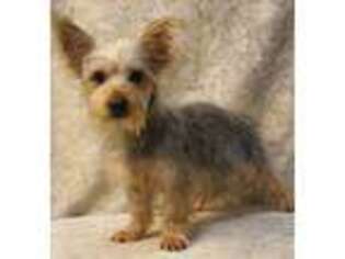 Silky Terrier Puppy for sale in Poplar Bluff, MO, USA