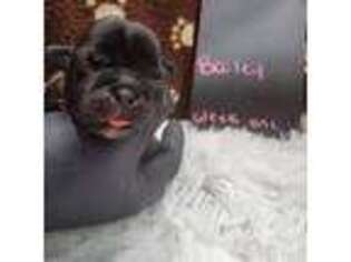 French Bulldog Puppy for sale in Elmira, NY, USA